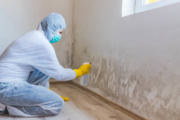 Licensed Black Mold Remediation service in Beverly, NJ - 24 Hour Mold Removal
