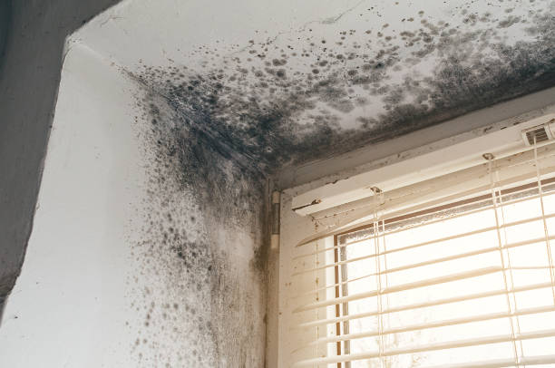 Affordable Black Mold Remediation solutions in Beverly, NJ